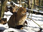 Felis silvestris Kočka divoká ZOO Děčín.jpg