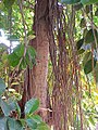 Fíkovník pryžodárný (Ficus elastica)