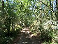 Forêt de la Coubre