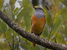 Forest Rock-Thrush (Monticola sharpei), Ranomafana National Park, Madagascar.jpg