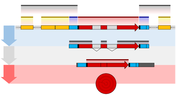 Схема структуры гена эукариот