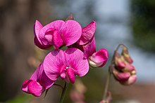 Merci à plantent.org