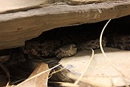 Gfp-tamaulipan-rock-rattlesnake.jpg