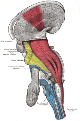 Tractus corticospinalis