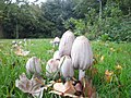 Voor mij (nog) onbekende paddenstoelen in Hoorn.