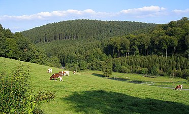 Landschap in het zuiden van de gemeente nabij de Balver Höhe (546 m boven NAP)