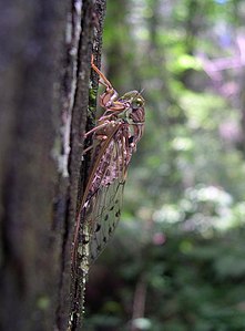 ヒグラシ (Tanna japonensis) 作者：たかはし