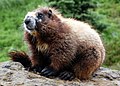 Marmotte des Rocheuses.