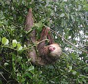 File:HoffmannSloth upright.jpg hoffmann sloth upright
