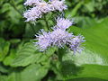 ein Leberbalsam (Ageratum); vermutl. A. houstonianum in Hongkong (August 2008)