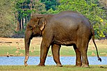 Elefant