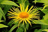 Inula hookeri. Inflorescence.