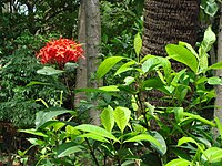 Ixora chinensis