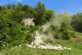 Durch die extensive Beweidung mit Schafen soll der Charakter der mageren Rasen auch in Zukunft beibehalten werden.