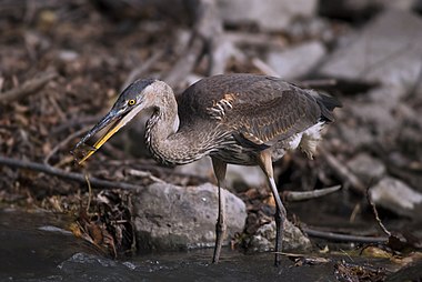 Great Blue Heron