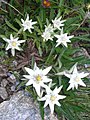 Edelweiss (Leucanthemum alpinum)