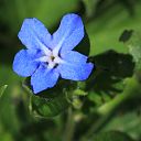 Lithospermum zollingeri (flower).JPG