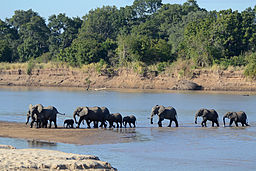 Elefanter som korsar Luangwa.