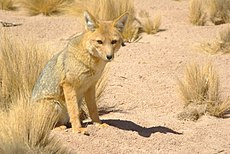 Renard de Magellan ou Lycalopex culpaeus .