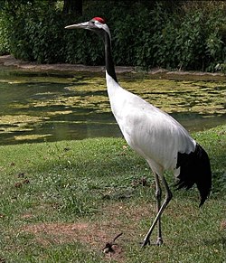  Grus japonensis