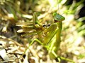 Adult female Tenodera aridifolia (not Tenodera angustipennis) eating locust Oxyinae