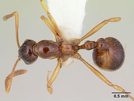 Megalomyrmex silvestrii