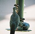 Mourning Doves at a thistle feeder.