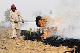 Burning of rice residues after harvest, to quickly prepare the land for wheat planting, around Sangrur, SE Punjab, India