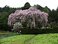 一本桜のサムネイル