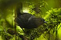 Narino tapaculo (cropped)