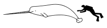 Diagram showing a narwhal and scuba diver from the side: The body of the whale is about three times longer than a மனிதர்.