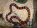 Milchschlange (Lampropeltis polyzona)