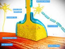 An example of chemical synapse by the release of neurotransmitters like acetylcholine or glutamic acid. Neuro Muscular Junction.png