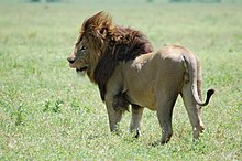 Ngorongoro Crater, Tanzania (2288742082).jpg