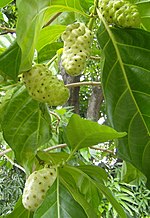 Miniatura para Morinda citrifolia