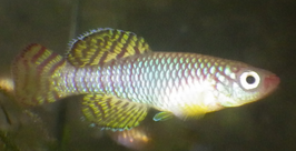 Nothobranchius korthausae