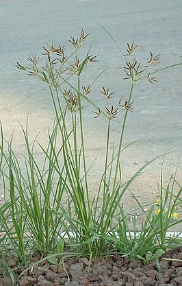 Cyperus rotundus