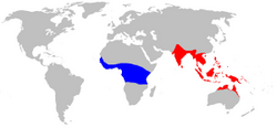 Mapa de distribución de Oecophylla. Oecophylla longinoda en azul, Oecophylla smaragdina en vermello.[1]