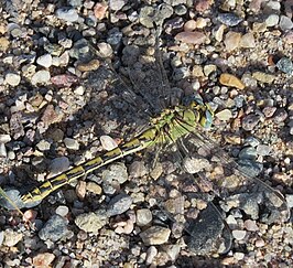 Ophiogomphus severus