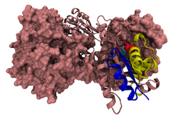 Bifunktionelles Purinsyntheseprotein