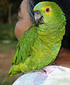 Blue-fronted Amazon parrot