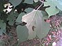 Paper Mulberry leaf.jpg