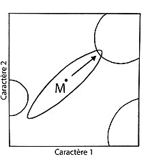 Lithobiomorpha