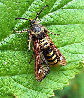 Vattulasisiipi (Pennisetia hylaeiformis)