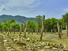 Persimmon Bagh at Munjai Captured By Sajid Jebran