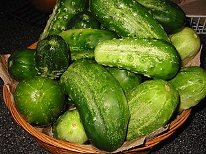 Cucumbers (specifically, Gherkins) gathered fo...