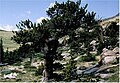 Pinus aristata