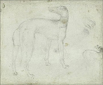 Windhond, inv. 2429v, ca. 1433-1436, potlood op papier, 18,3 × 21,9