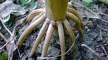 Stilt roots of maize plant Prop roots of Maize plant.jpg