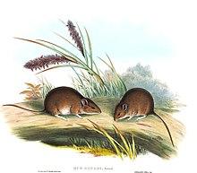 Pseudomys gouldii - Gould.jpg